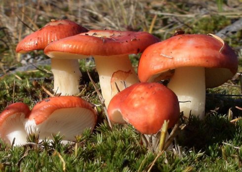 Гриби сироїжки: опис і фото, де і коли зростають, користь і протипоказання