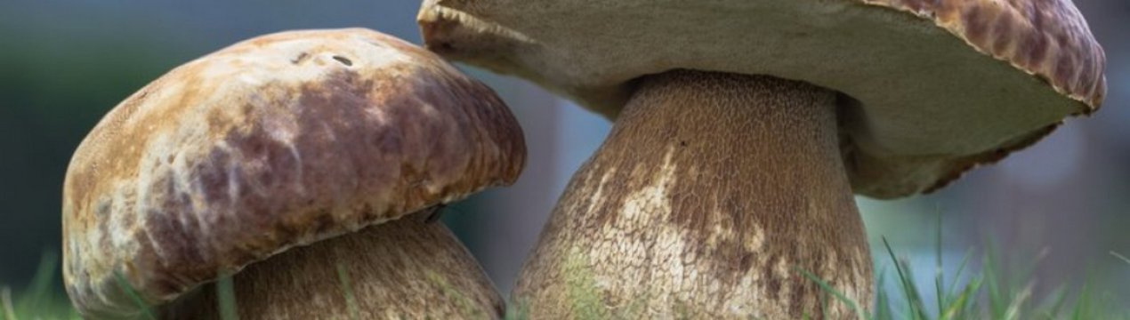 Як швидко ростуть білі гриби в лісі при різних умовах