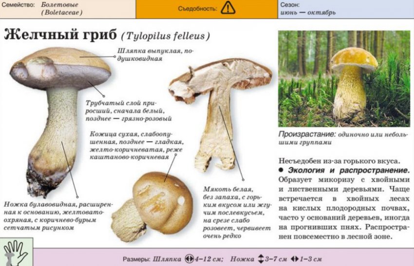 Жовчний гриб