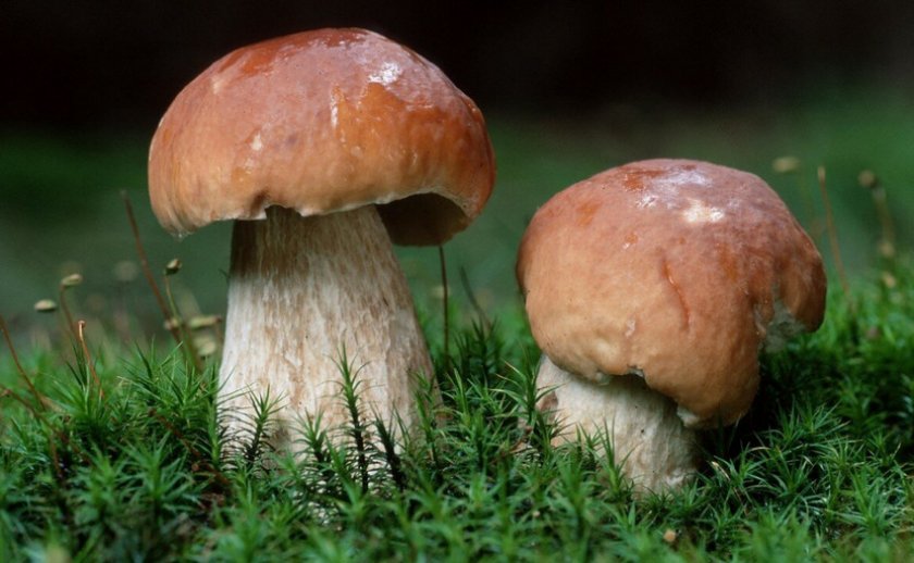 В каких условиях растут грибы