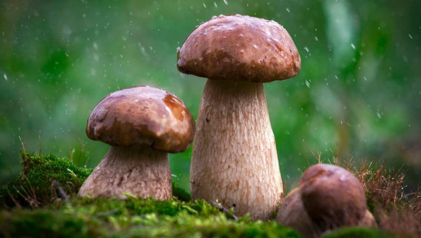 В каких условиях растут грибы
