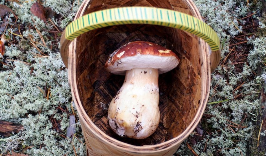 Збір білих грибів