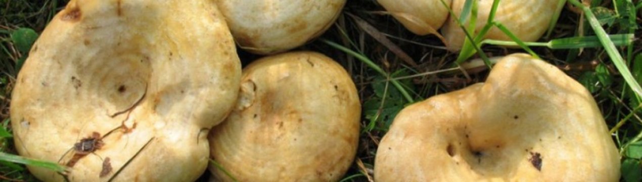 Дубовий груздь