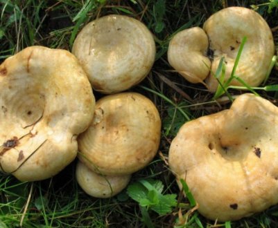 Дубовий груздь