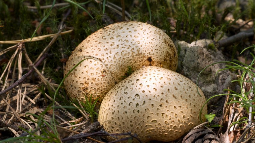 Ложнодождевик звичайний Ложнодождевик звичайний