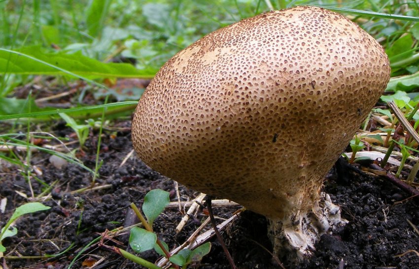 Ложнодождевик бородавчастий Ложнодождевик бородавчастий