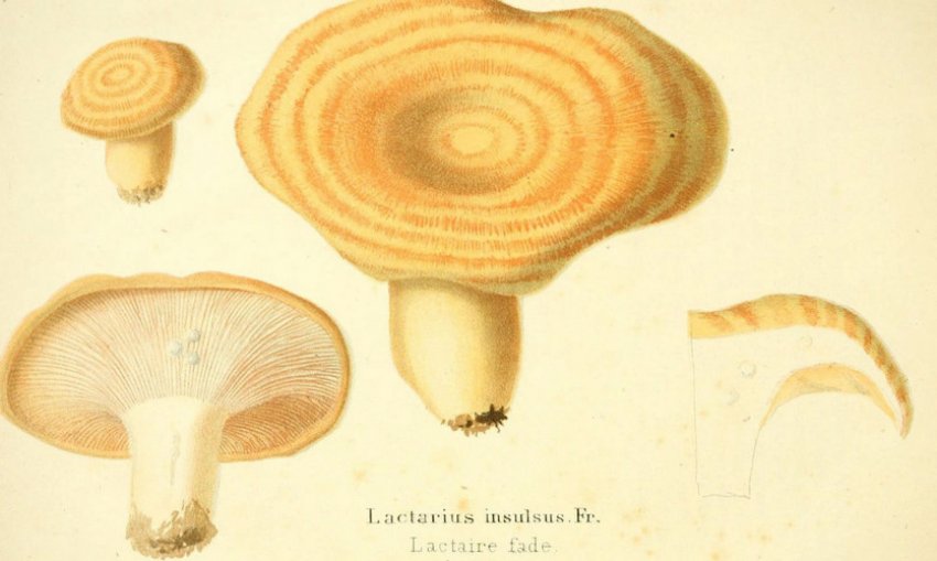 Груздь дубовий