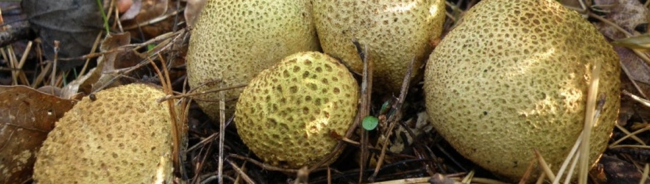 Як відрізнити гриб дощовик від різних видів ложнодождевика