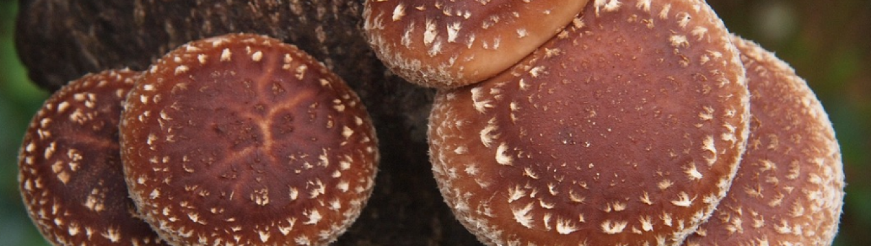 Японські і китайські гриби шиітаке