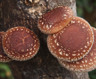 Японські і китайські гриби шиітаке