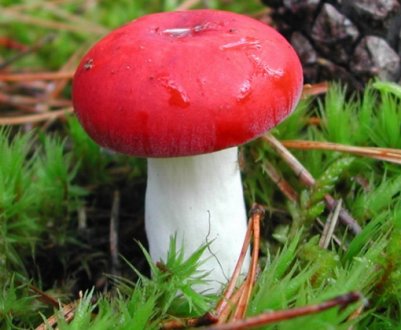 Опис сироїжки жгучеедкой