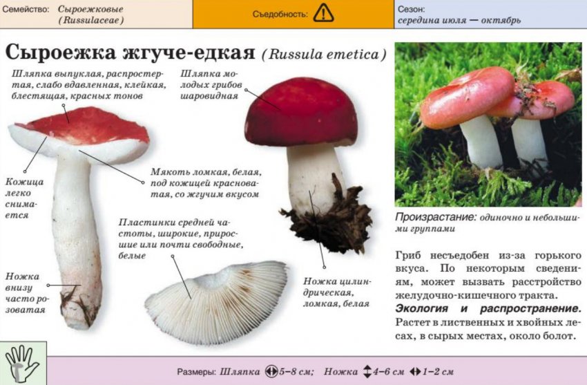 Характеристика сироїжки жгучеедкой Характеристика сироїжки жгучеедкой