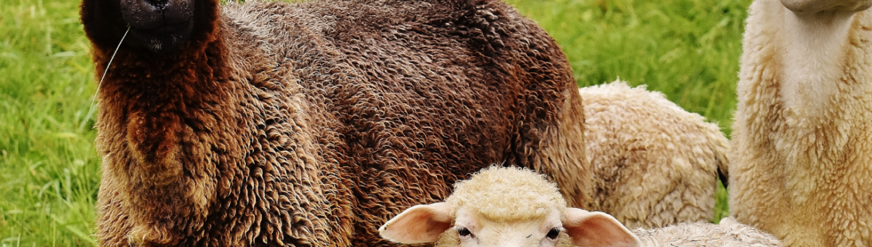 В Україні скоротилося виробництво вовни