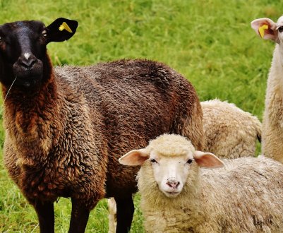 В Україні скоротилося виробництво вовни