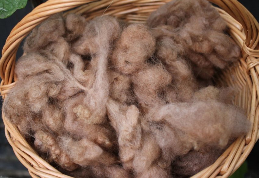 В Україні скоротилося виробництво вовни В Україні скоротилося виробництво вовни