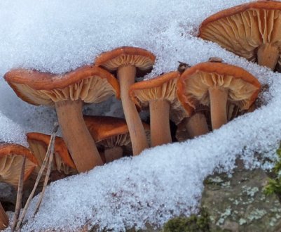 Фламмулина, або опеньок зимовий: де й коли збирають гриб, як виглядає, користь і шкода