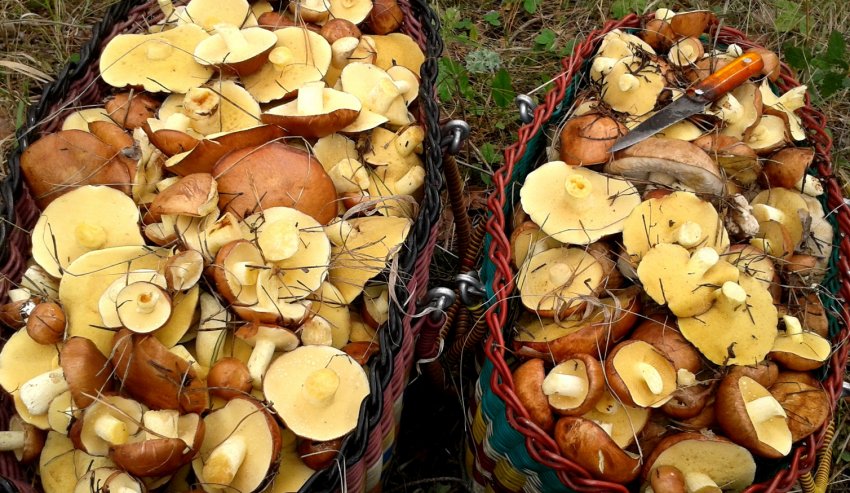 Збір врожаю маслюків Збір врожаю маслюків