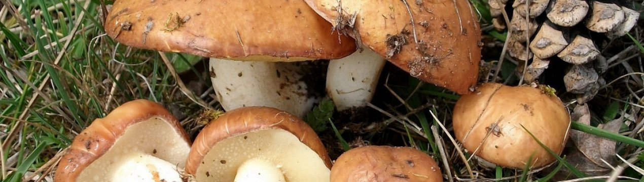 Маслюки: період і місця зростання