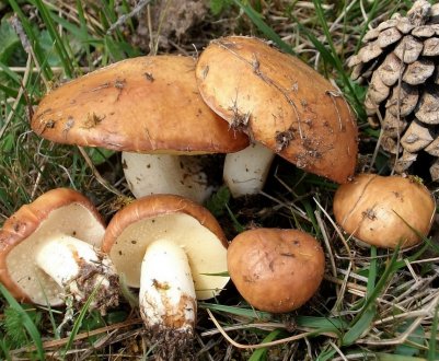 Маслюки: період і місця зростання