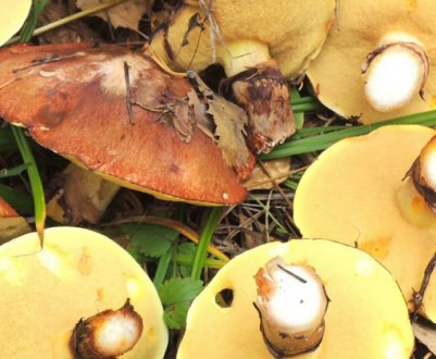 Обробка маслюків перед приготуванням або маринуванням