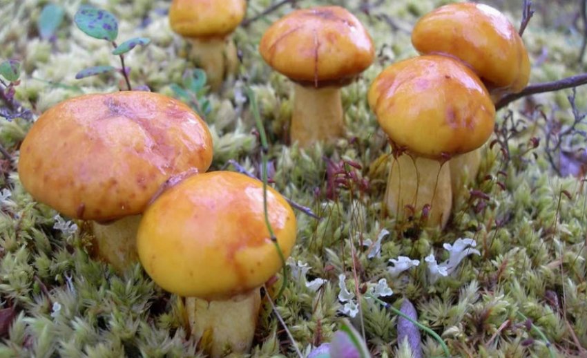 Гриби маслюки