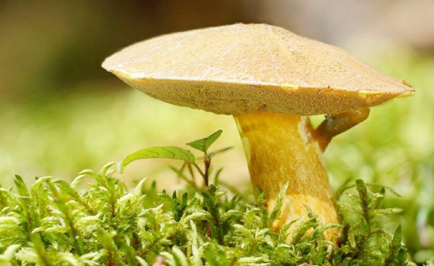 Маслюк жовто-бурий