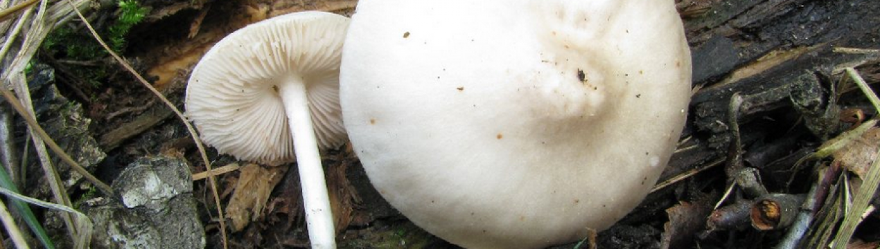 Опис гриба плютей білий: їстівний чи він і як його вживати