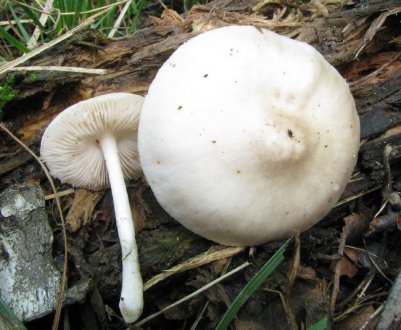 Опис гриба плютей білий: їстівний чи він і як його вживати