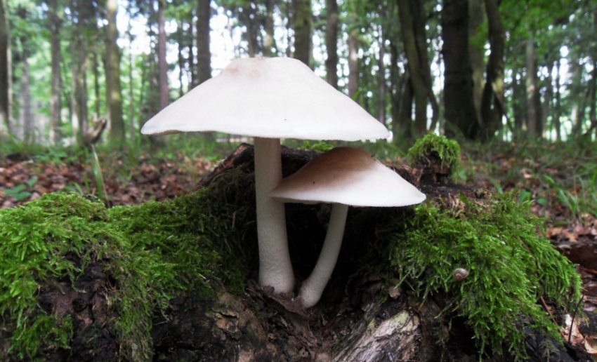 Плютей білий Плютей білий