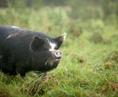 АЧС гальмує реабілітацію промислового свинарства України