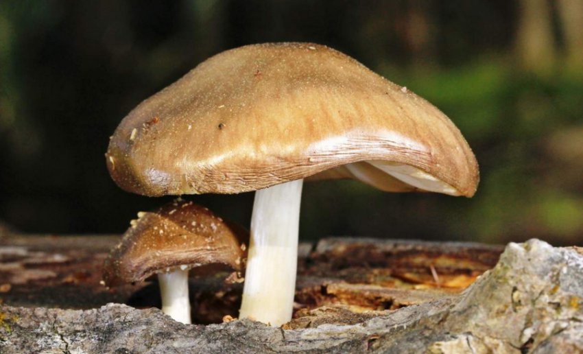 Плютей оленячий Плютей оленячий