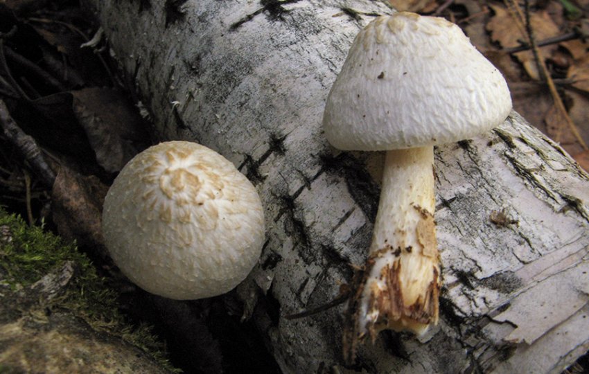 Біло-північний плютей Біло-північний плютей