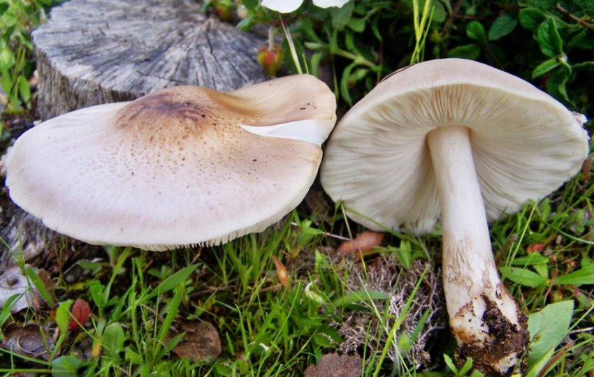 Плютей благородний Плютей благородний