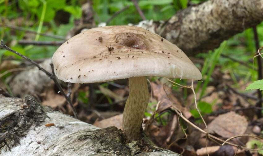 Плютей Хонго Плютей Хонго