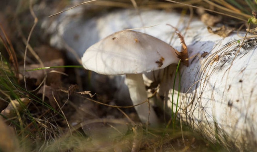 Плютей білий Плютей білий