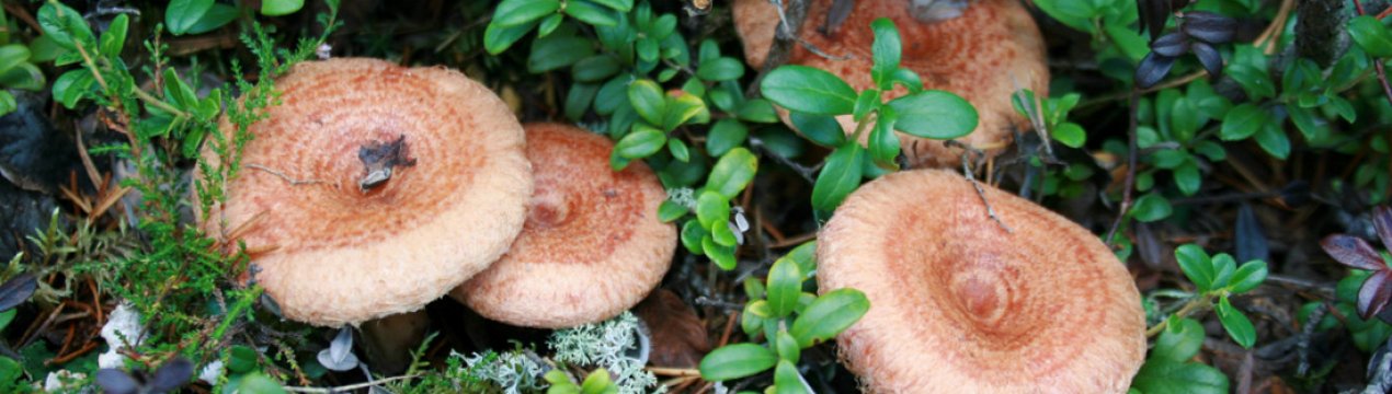 Як приготувати страви з волнушок