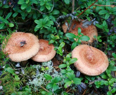 Як приготувати страви з волнушок