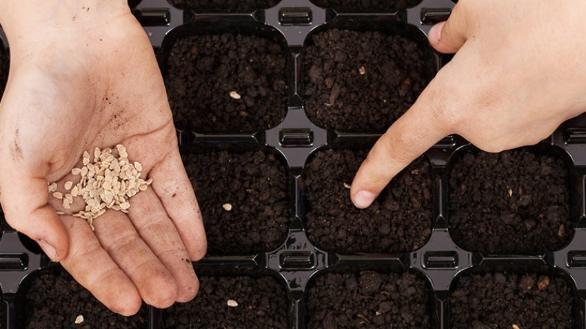 Посів насіння