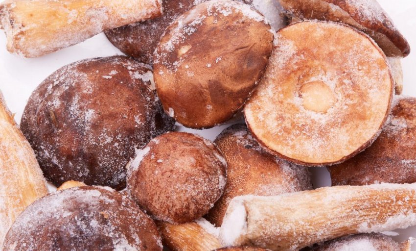 Заморозка підберезників