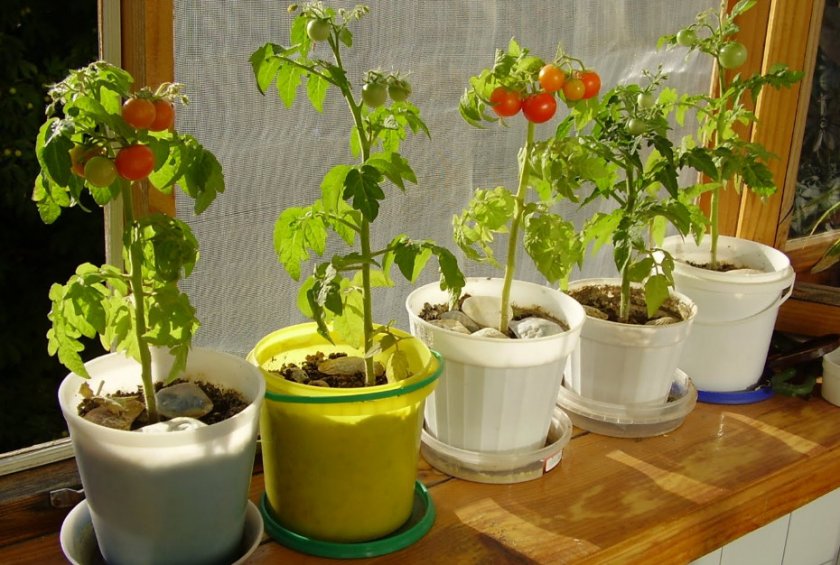 Как выращивать томаты в домашних условиях?