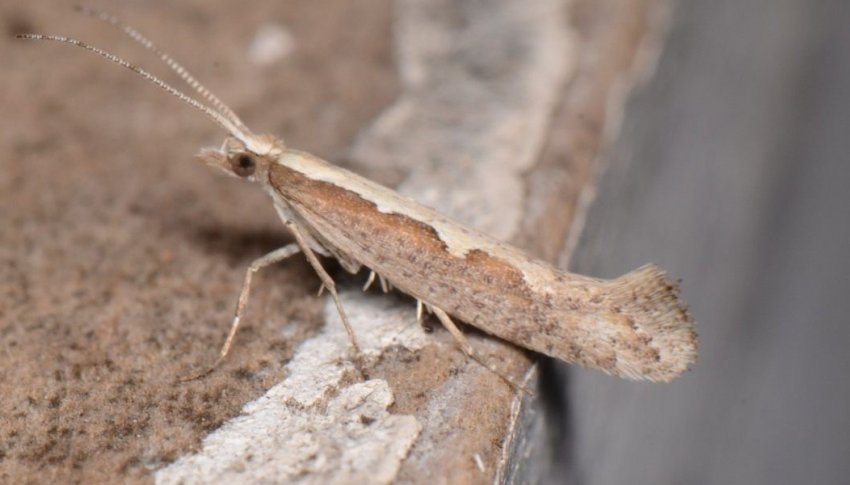 Підступна моль долає томський ріпак