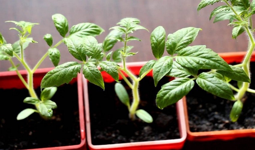 Розсада томатів Розсада томатів