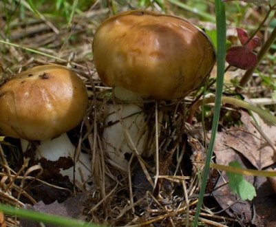 Засолювання валуїв холодним і гарячим способами