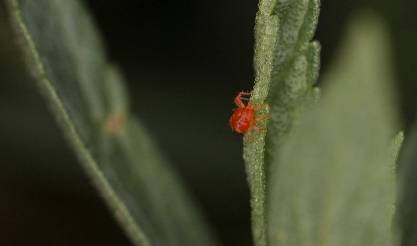 Павутинний кліщ Павутинний кліщ