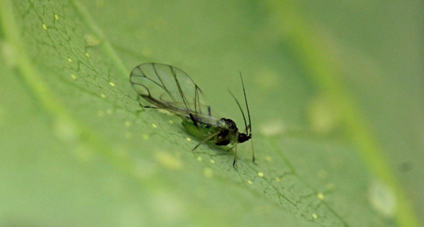 Попелиця Попелиця