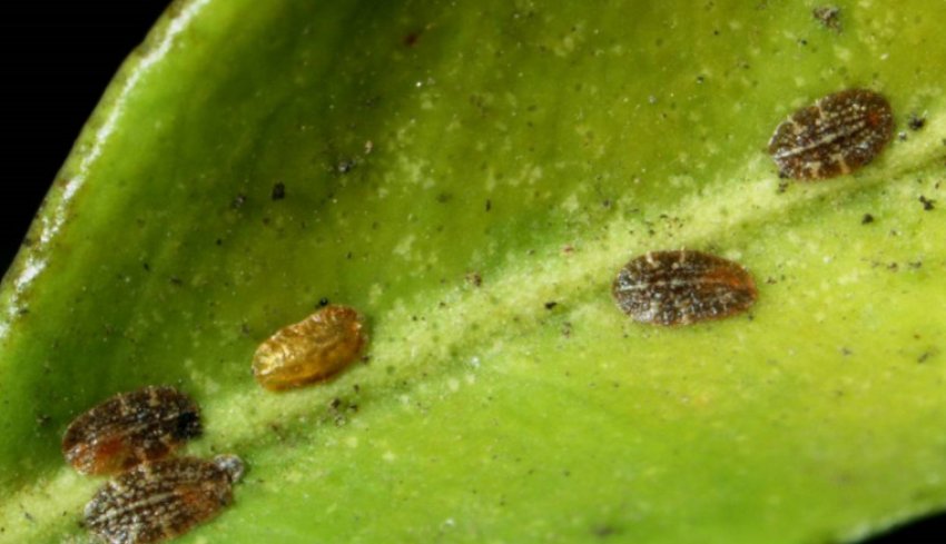 Щитівка Щитівка