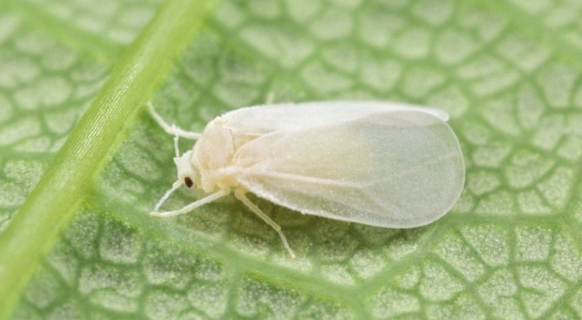 Білокрилка Білокрилка