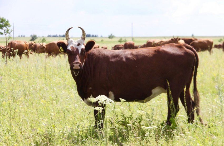 Калмицькі заводчики зберуться на спеціалізованому щорічному з'їзді Калмицькі заводчики зберуться на спеціалізованому щорічному з'їзді