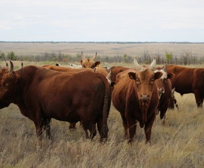 Калмицькі заводчики зберуться на спеціалізованому щорічному з'їзді