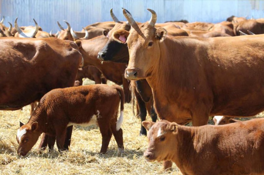 Калмицькі заводчики зберуться на спеціалізованому щорічному з'їзді Калмицькі заводчики зберуться на спеціалізованому щорічному з'їзді